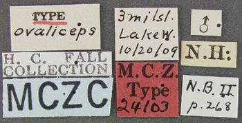 Media type: image;   Entomology 24103 Aspect: labels